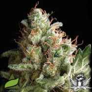 Pyramid Seeds American Pie